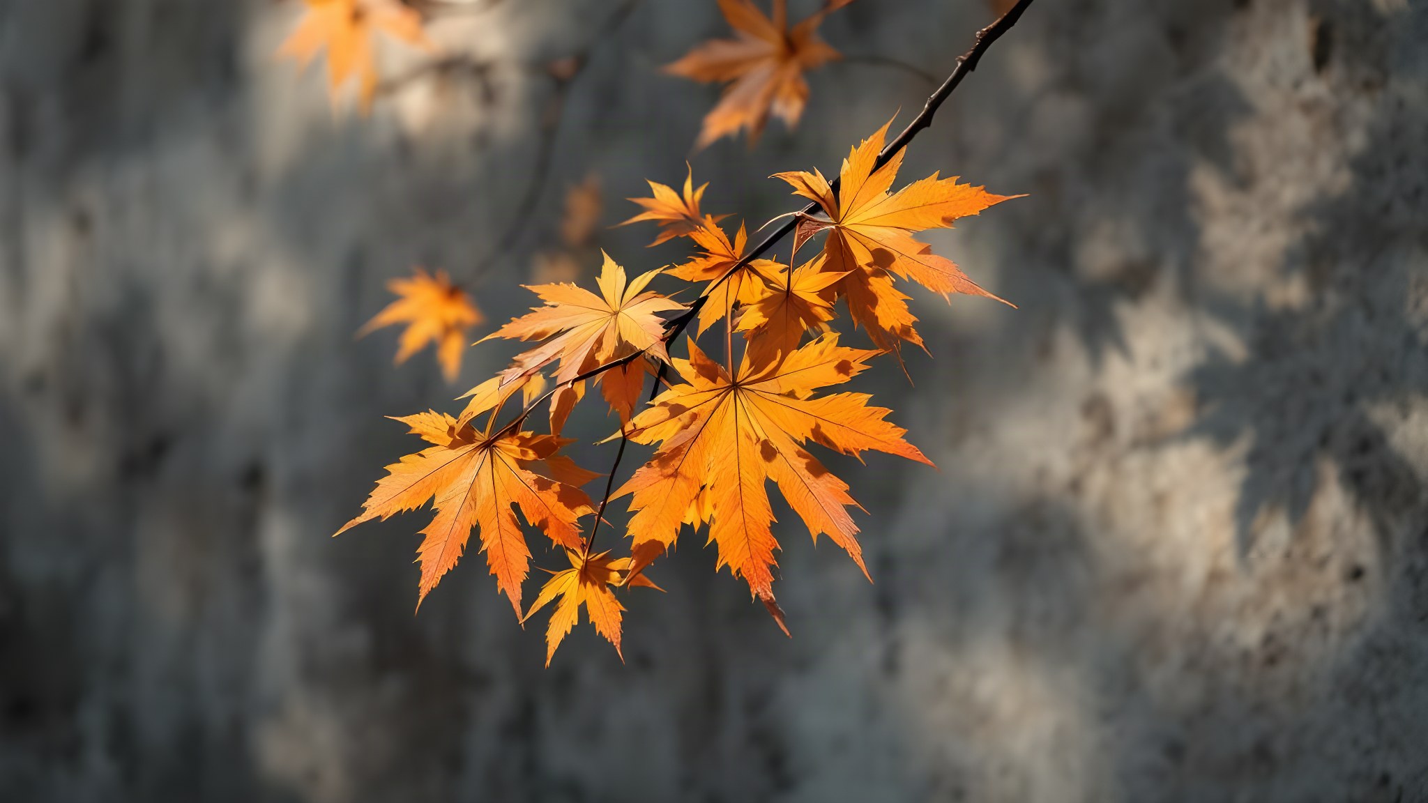Concrete & Maple — mood reference