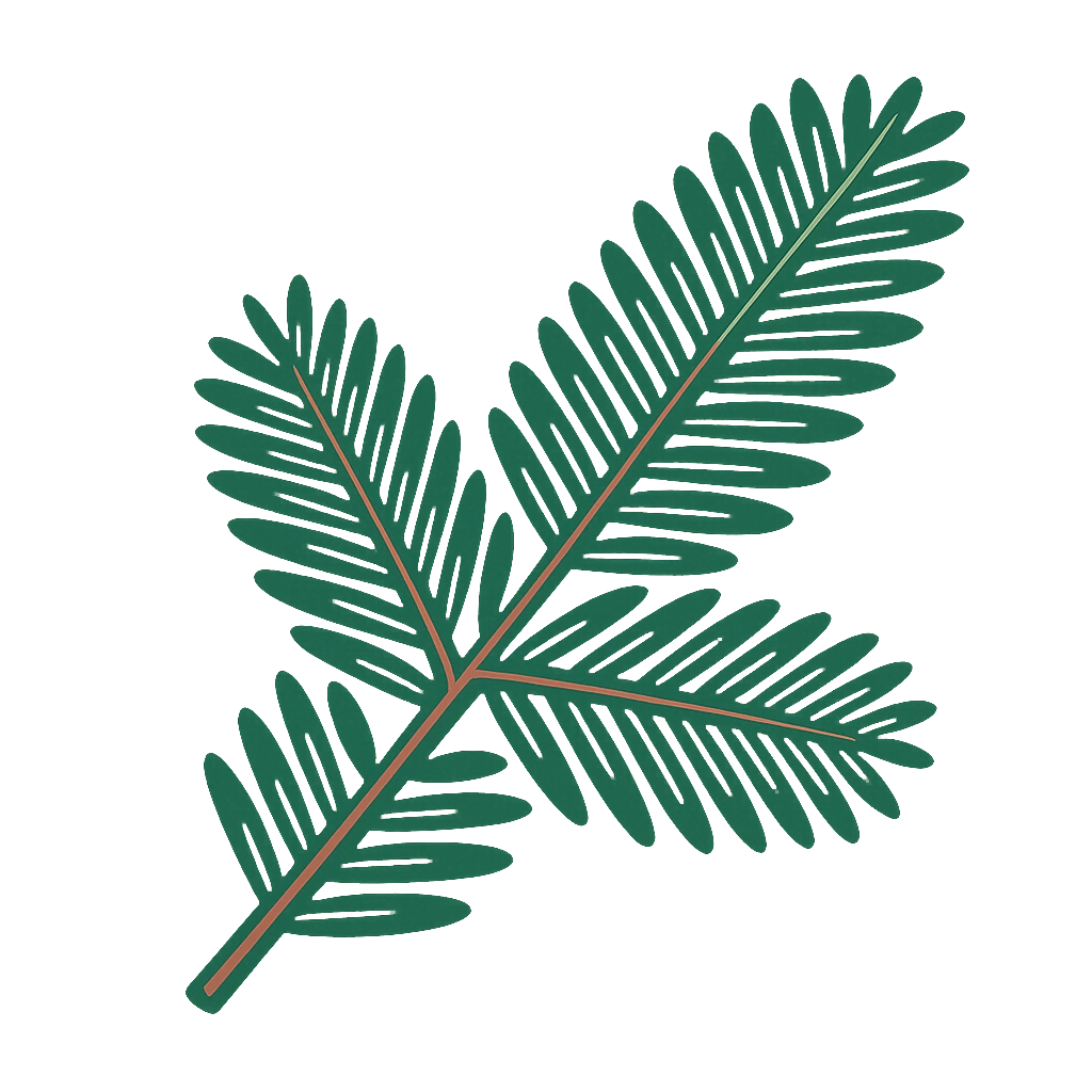 Noble fir, drawn flat with hairline veins