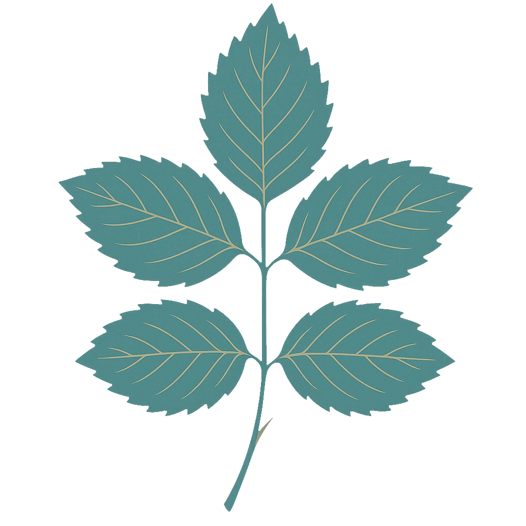Rose leaf, drawn flat