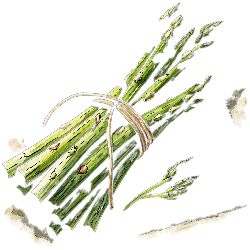 Hand-drawn bundle of asparagus