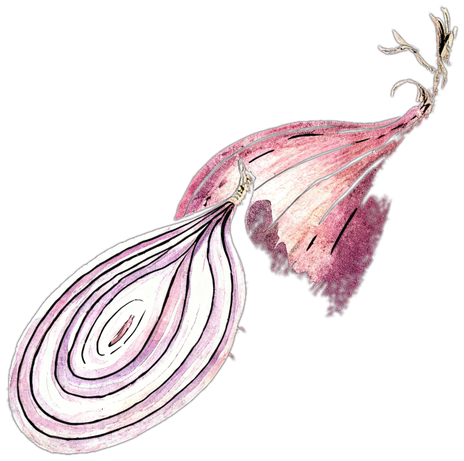 Hand-drawn onion halved to show its rings