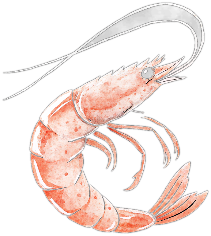 Hand-drawn prawn