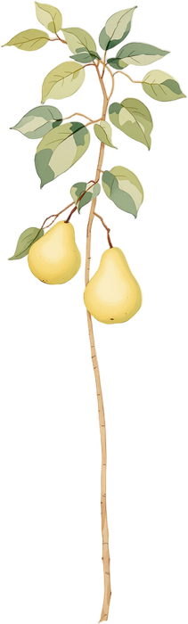 Pear branch with a transparent background.